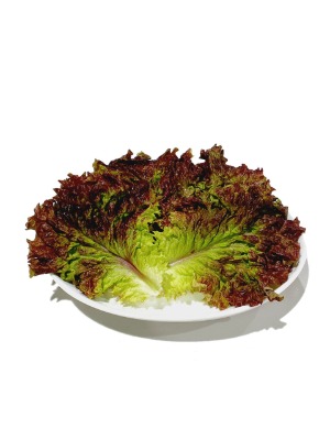 더노랑 고기 쌈의 품격 청상추/ 꽃상추 2kg, 4kg